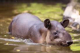 Do You Like Tapirs? Maybe You Should.